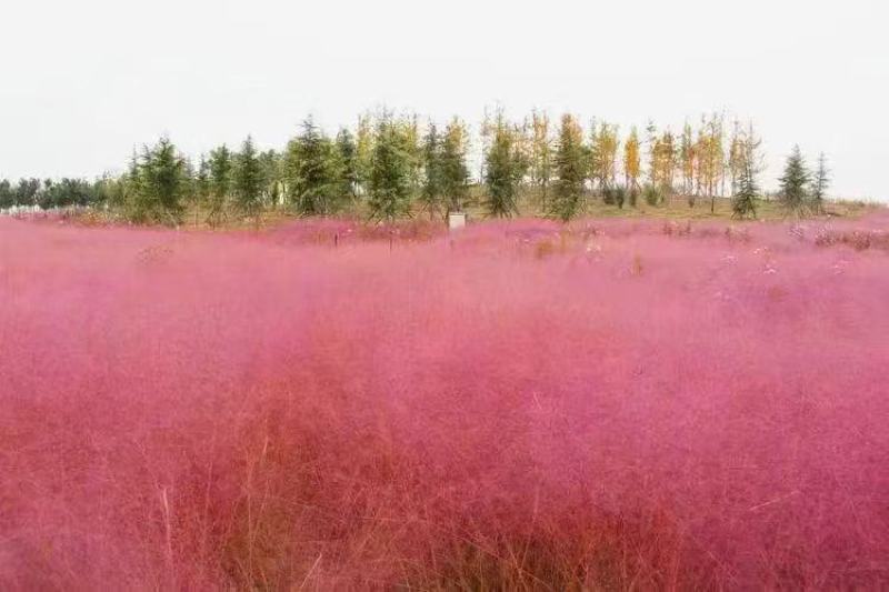 粉黛乱子草籽耐寒耐热多年生观赏草网红草种子花海种草本植物