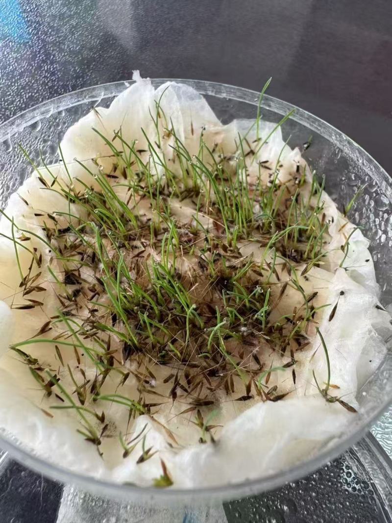 粉黛乱子草籽耐寒耐热多年生观赏草网红草种子花海种草本植物