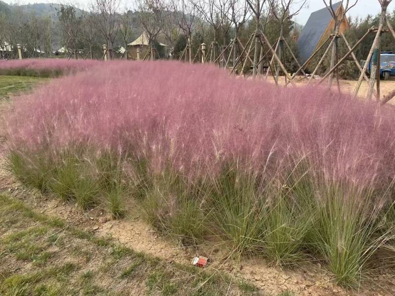 粉黛乱子草籽耐寒耐热多年生观赏草网红草种子花海种草本植物