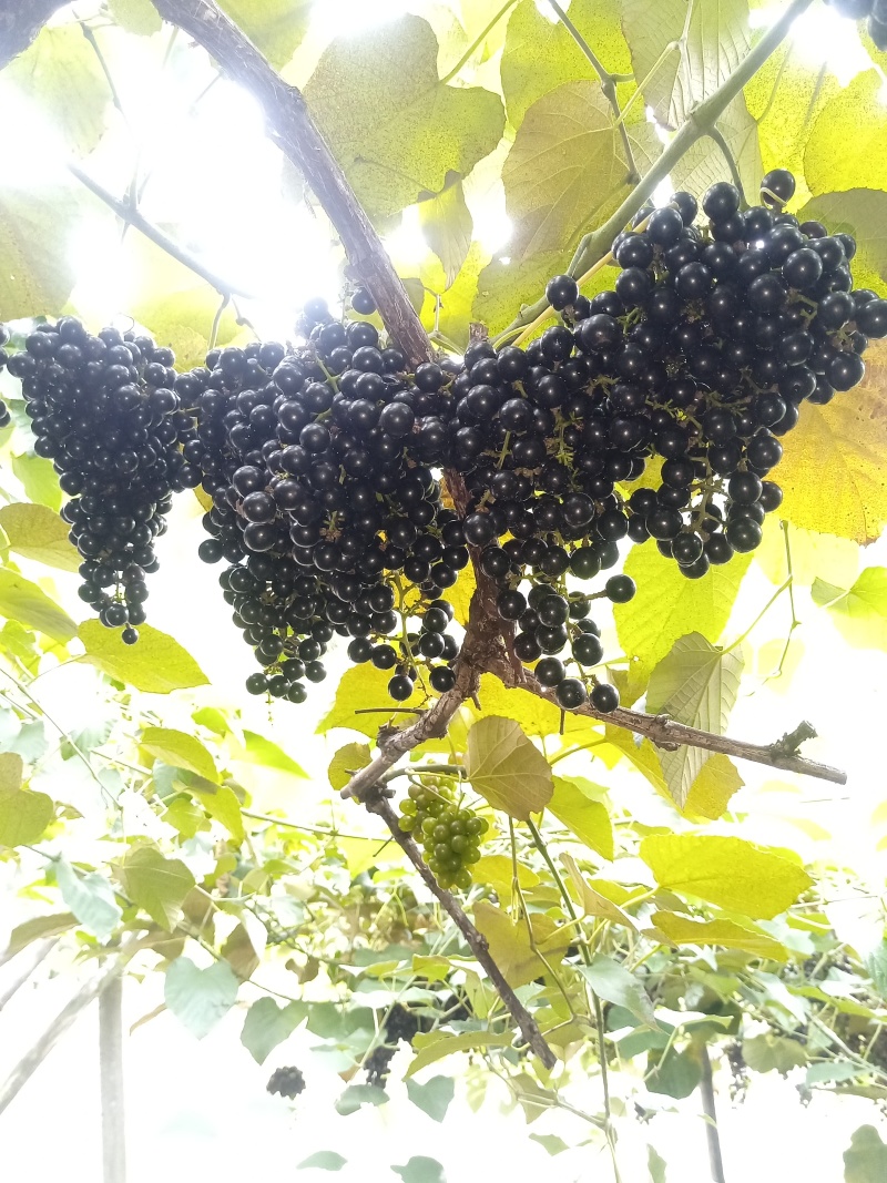 山野毛葡萄酿酒葡萄山野葡萄山葡萄毛葡萄高山葡萄