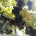 山野毛葡萄酿酒葡萄山野葡萄山葡萄毛葡萄高山葡萄