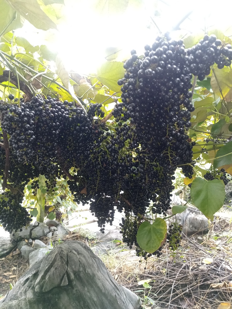 山野毛葡萄酿酒葡萄山野葡萄山葡萄毛葡萄高山葡萄