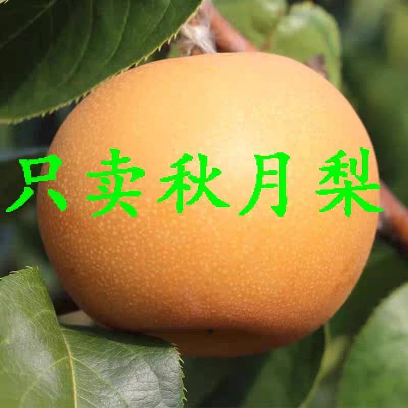 套袋秋月梨/大量供应/市场货/电商货/工厂货/万亩基地批发