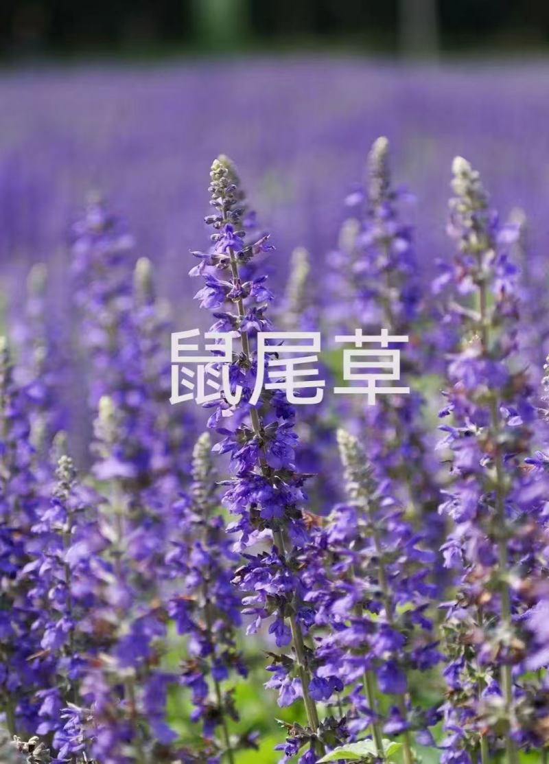 蓝花鼠尾草种子四季循环开花多年生宿根花籽室外盆栽景观花卉