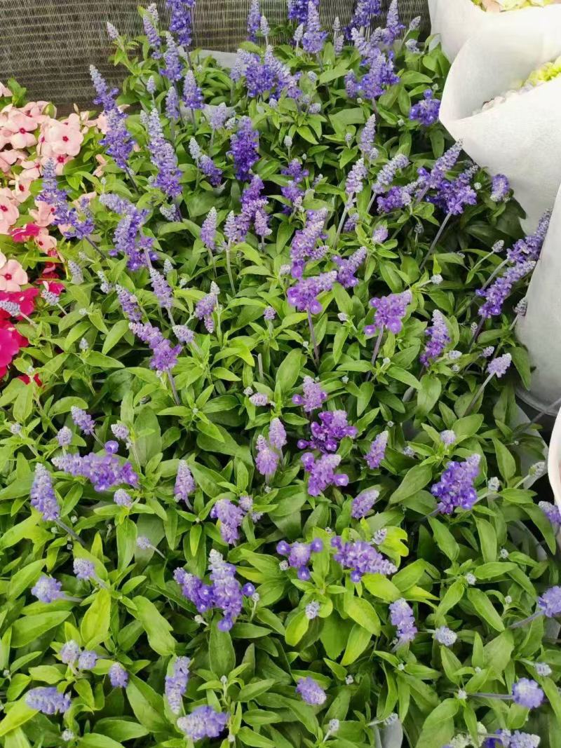 蓝花鼠尾草种子四季循环开花多年生宿根花籽室外盆栽景观花卉