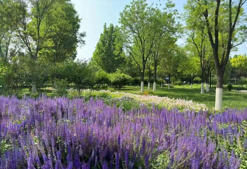 蓝花鼠尾草种子四季循环开花多年生宿根花籽室外盆栽景观花卉