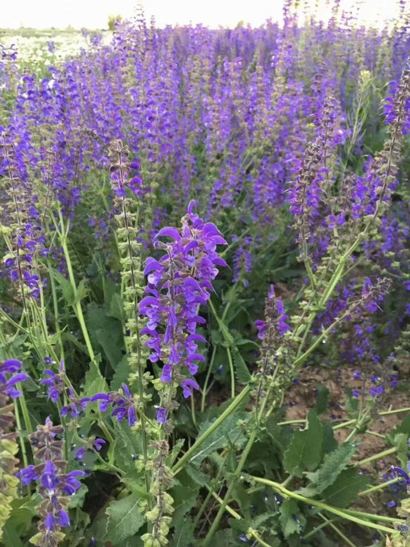 蓝花鼠尾草种子四季循环开花多年生宿根花籽室外盆栽景观花卉