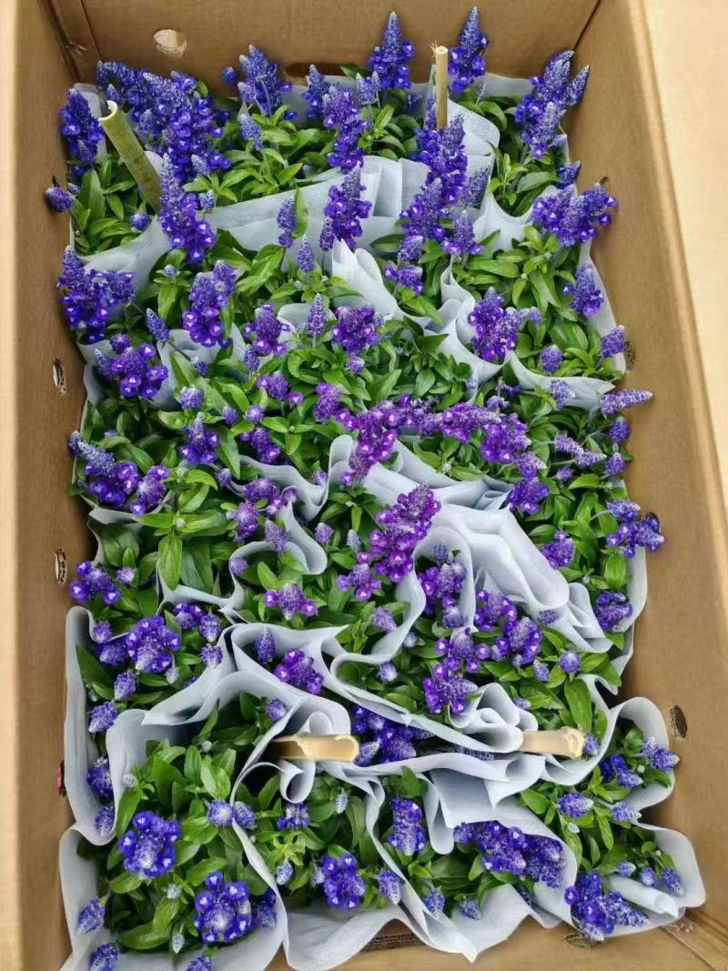 蓝花鼠尾草种子四季循环开花多年生宿根花籽室外盆栽景观花卉