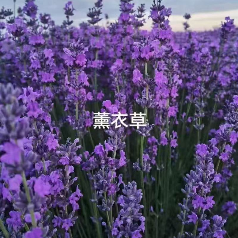 薰衣草种子打造花海公园造景**品种
