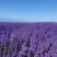 薰衣草种子打造花海公园造景**品种