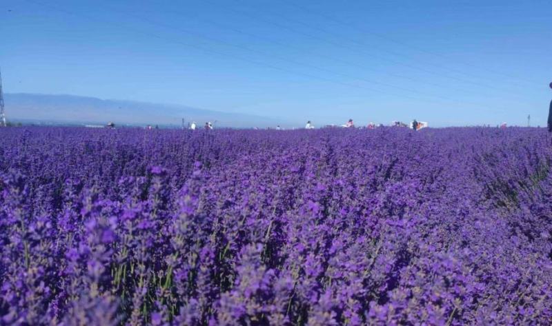 薰衣草种子打造花海公园造景**品种