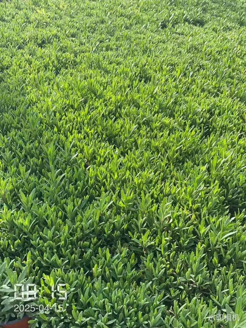 薰衣草种子打造花海公园造景**品种