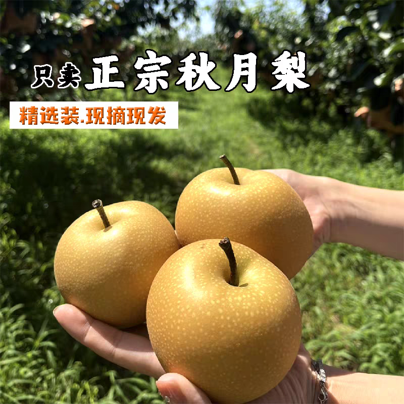 秋月梨核心产区直供/量大从优支持全国冷链/欢迎来电洽谈