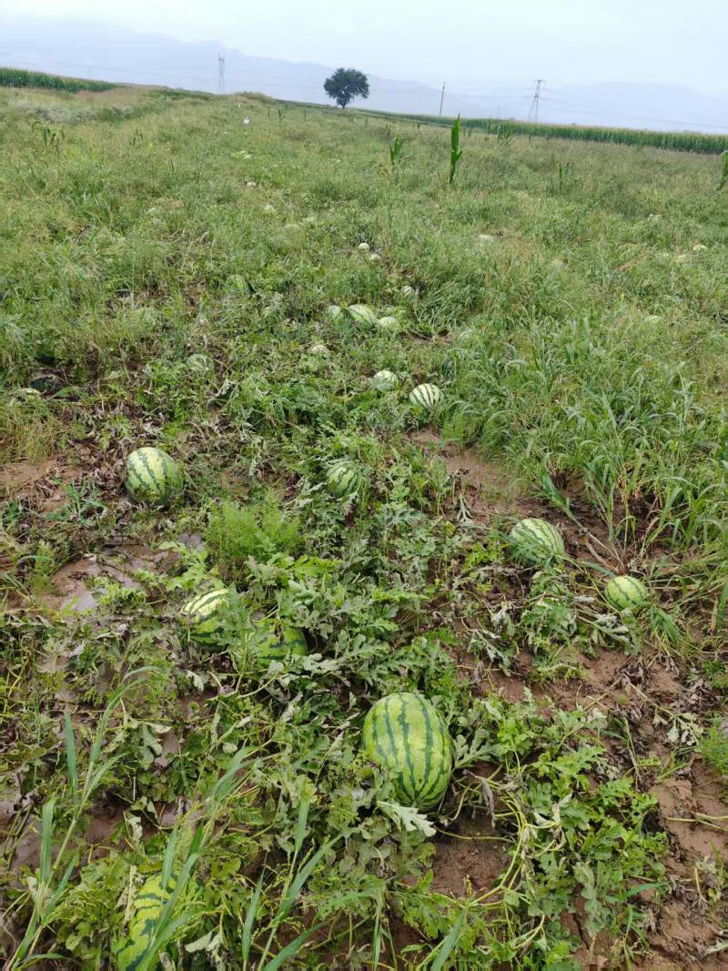 全网优质西瓜电商供货