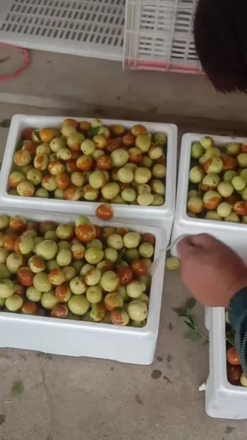 【冬枣】电商**拼多多淘宝抖音快手按需包装坏果包赔