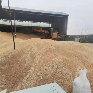 大量出售济南17号小麦