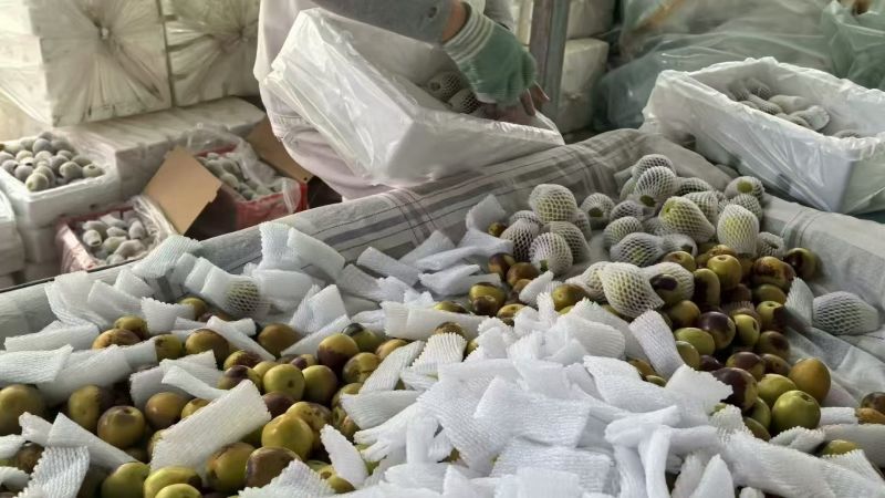 山西冬枣鲜枣一件代发对接各大电商平台日发万单抖音视频号等