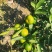 蜜橘精品小叶蜜橘现摘现发皮薄味甜量大优惠对接全国