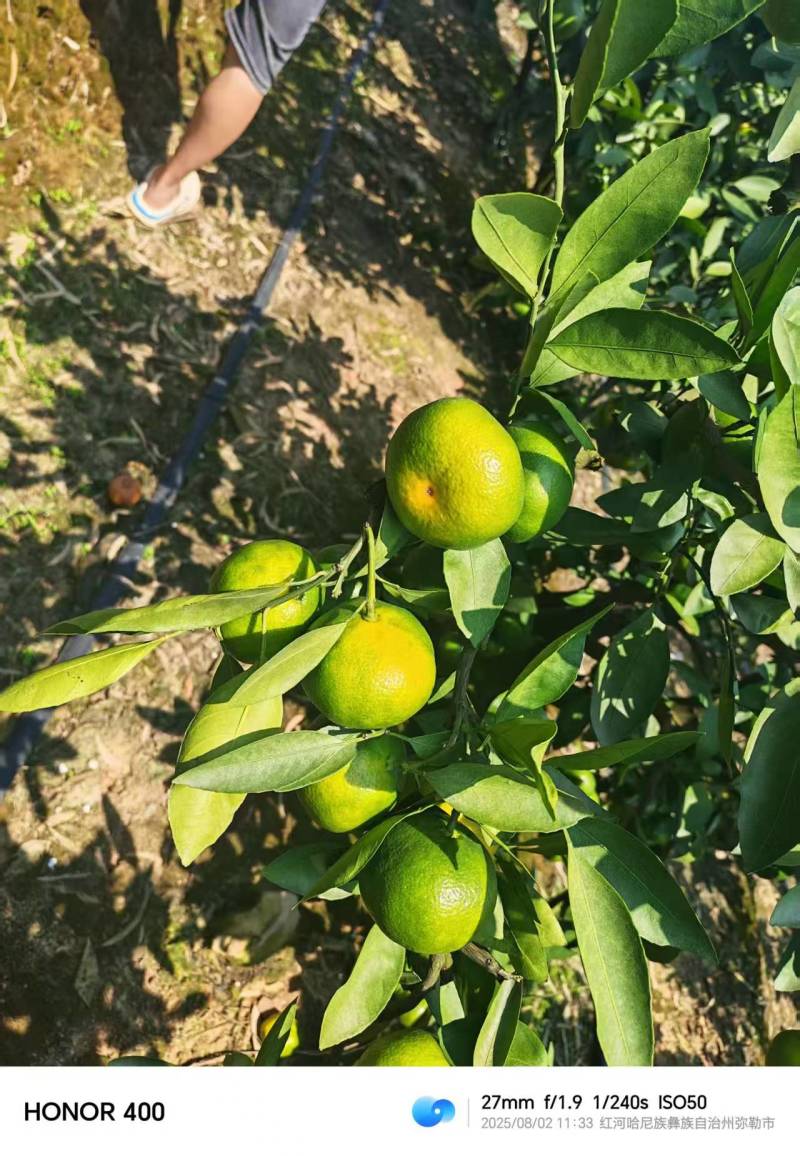 蜜橘精品小叶蜜橘现摘现发皮薄味甜量大优惠对接全国