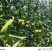 蜜橘精品小叶蜜橘现摘现发皮薄味甜量大优惠对接全国
