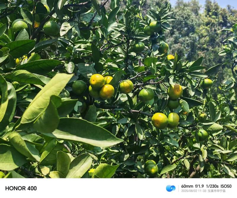 蜜橘精品小叶蜜橘现摘现发皮薄味甜量大优惠对接全国