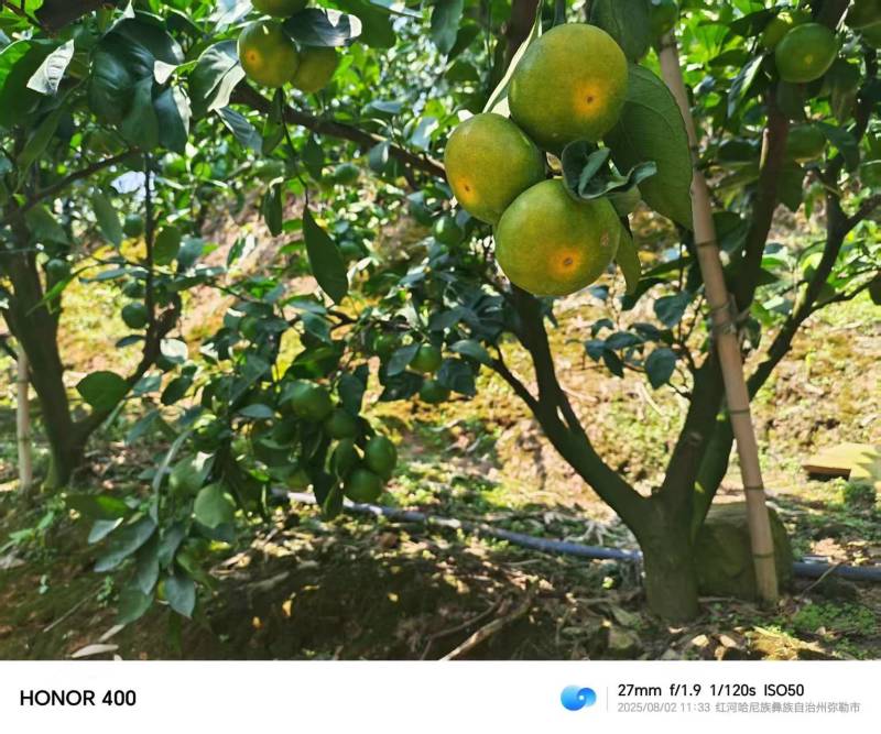 蜜橘精品小叶蜜橘现摘现发皮薄味甜量大优惠对接全国