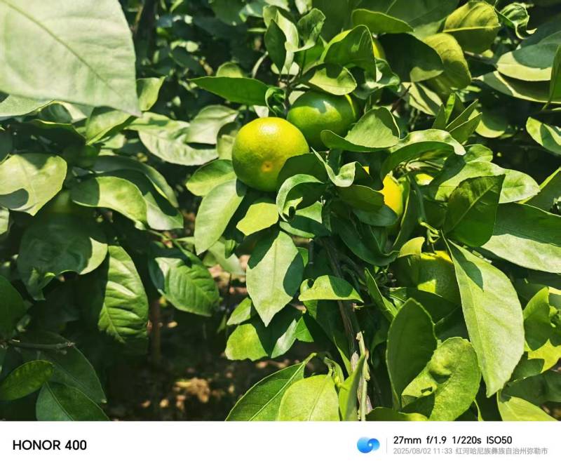 蜜橘精品小叶蜜橘现摘现发皮薄味甜量大优惠对接全国