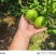 蜜橘精品小叶蜜橘现摘现发皮薄味甜量大优惠对接全国