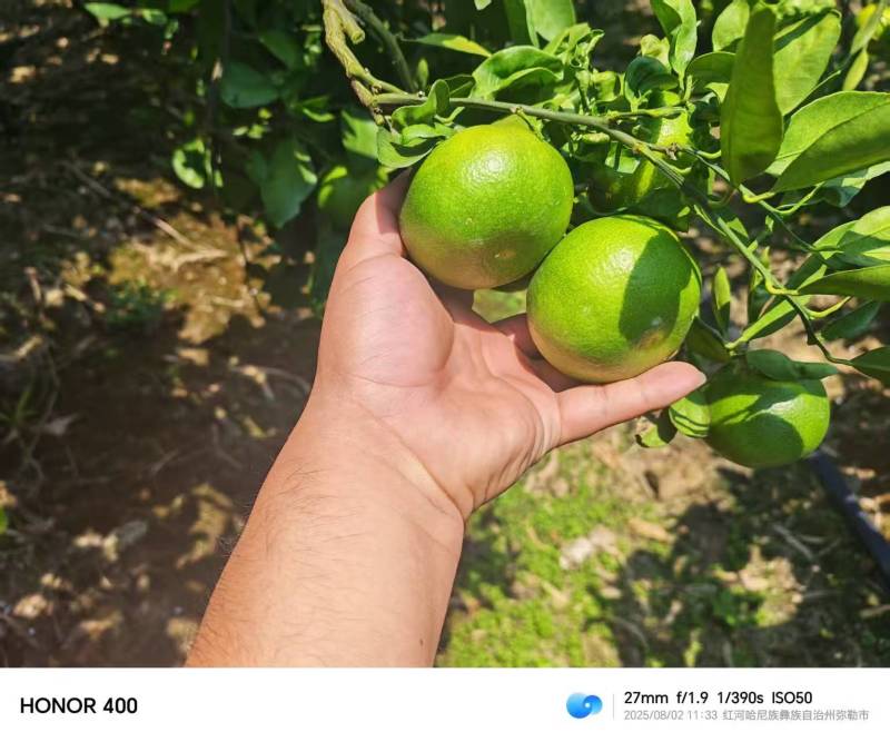 蜜橘精品小叶蜜橘现摘现发皮薄味甜量大优惠对接全国