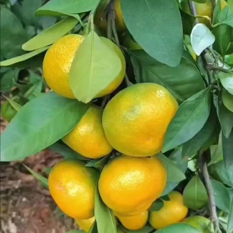 蜜橘精品小叶蜜橘现摘现发皮薄味甜量大优惠对接全国