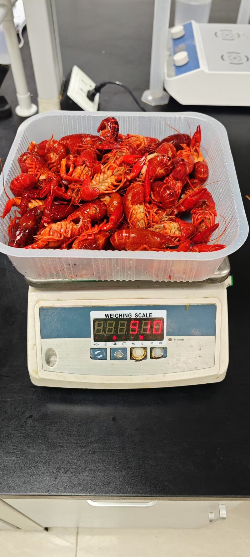 全规格、多品牌清水小龙虾，潜江龙虾，世界共享。