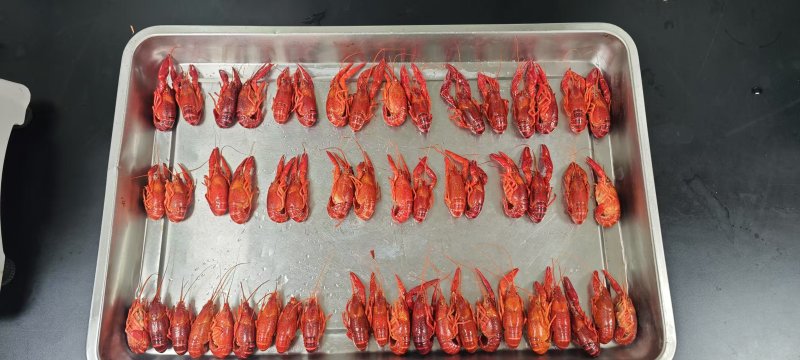 全规格、多品牌清水小龙虾，潜江龙虾，世界共享。
