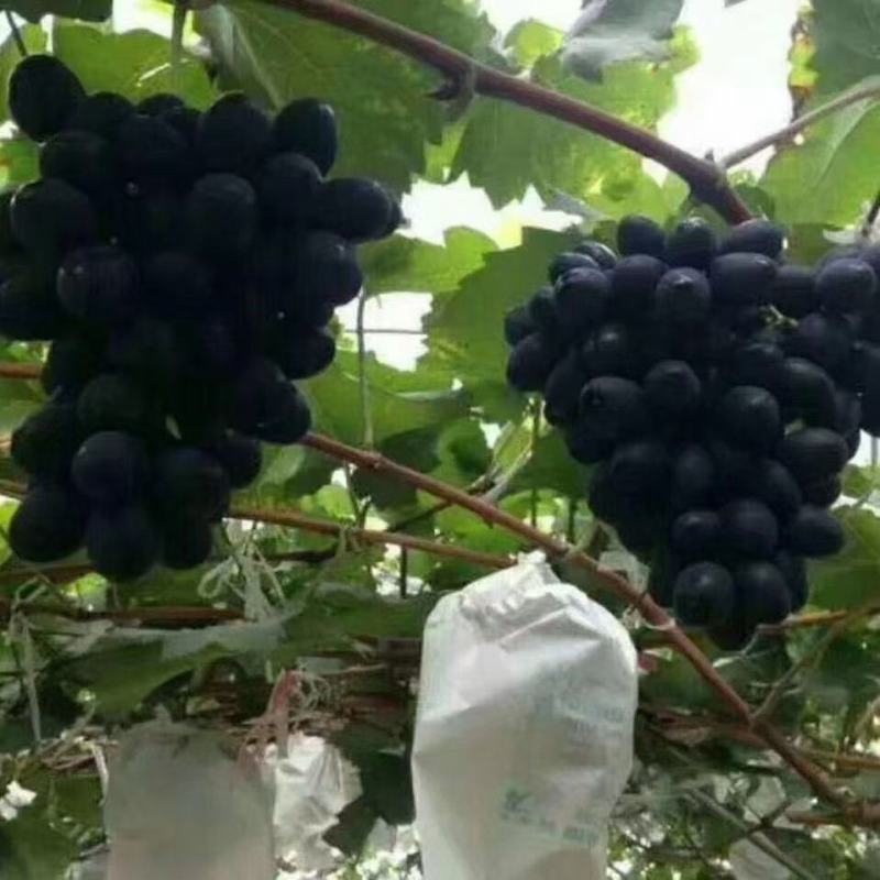 紫王葡萄