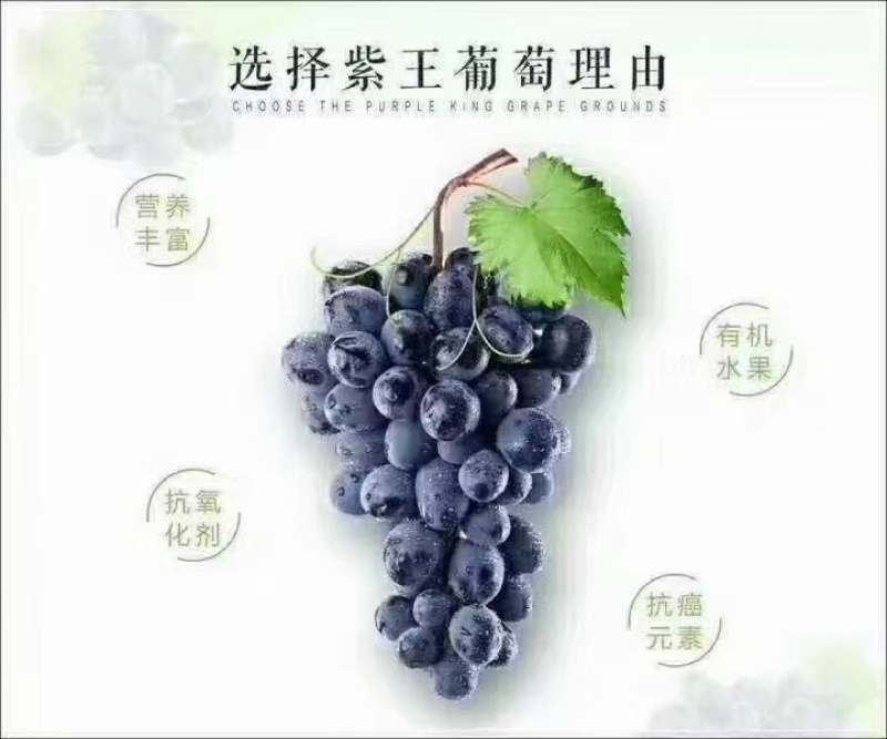 紫王葡萄