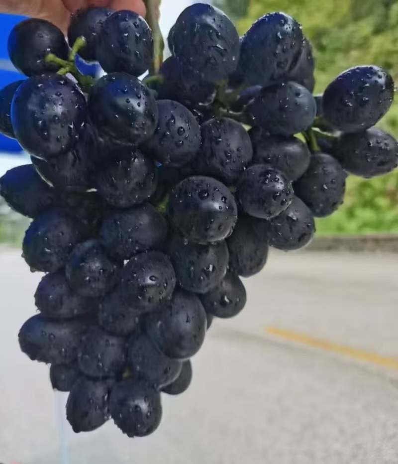 紫王葡萄