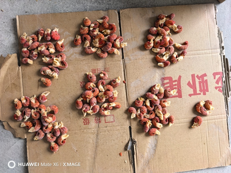 精品特大、特级、一级、二级、三级龙虾尾原料