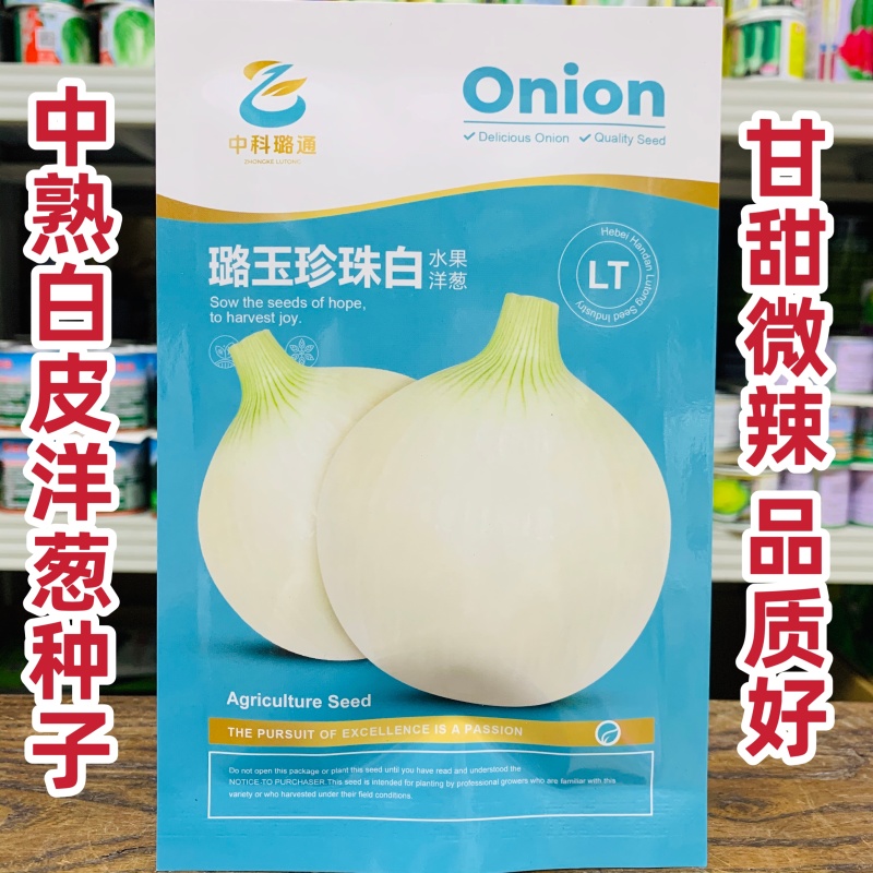 璐玉珍珠白水果洋葱中熟白皮洋葱品种甘甜微辣商品性好