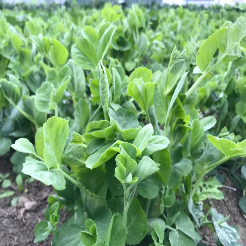 无须豌豆苗种籽清香脆甜白花无须豌豆尖种子抗病丰产采收期长