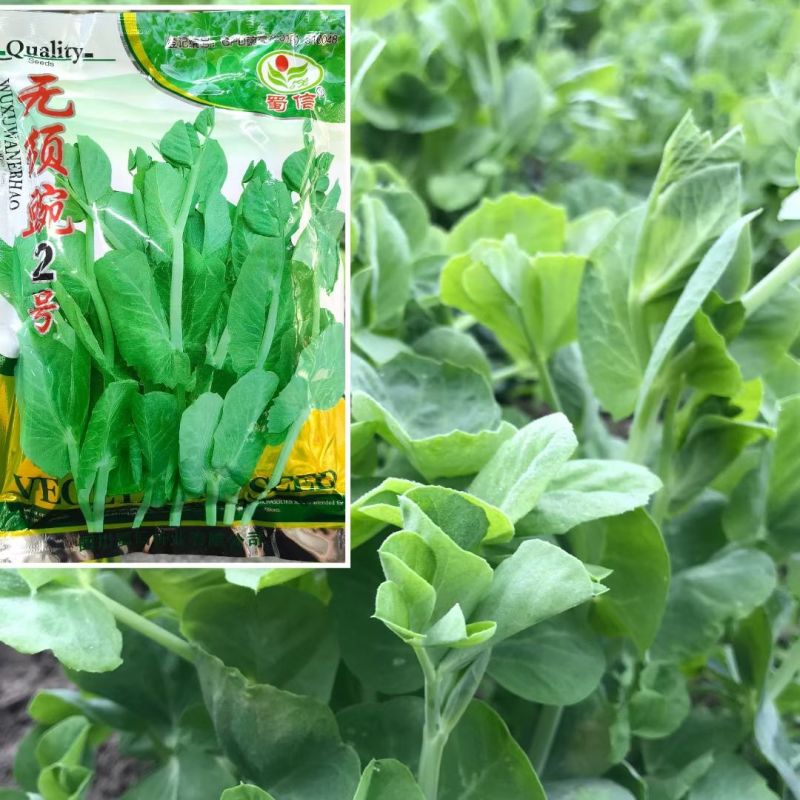 无须豌豆苗种籽清香脆甜白花无须豌豆尖种子抗病丰产采收期长