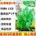 无须豌豆苗种籽清香脆甜白花无须豌豆尖种子抗病丰产采收期长