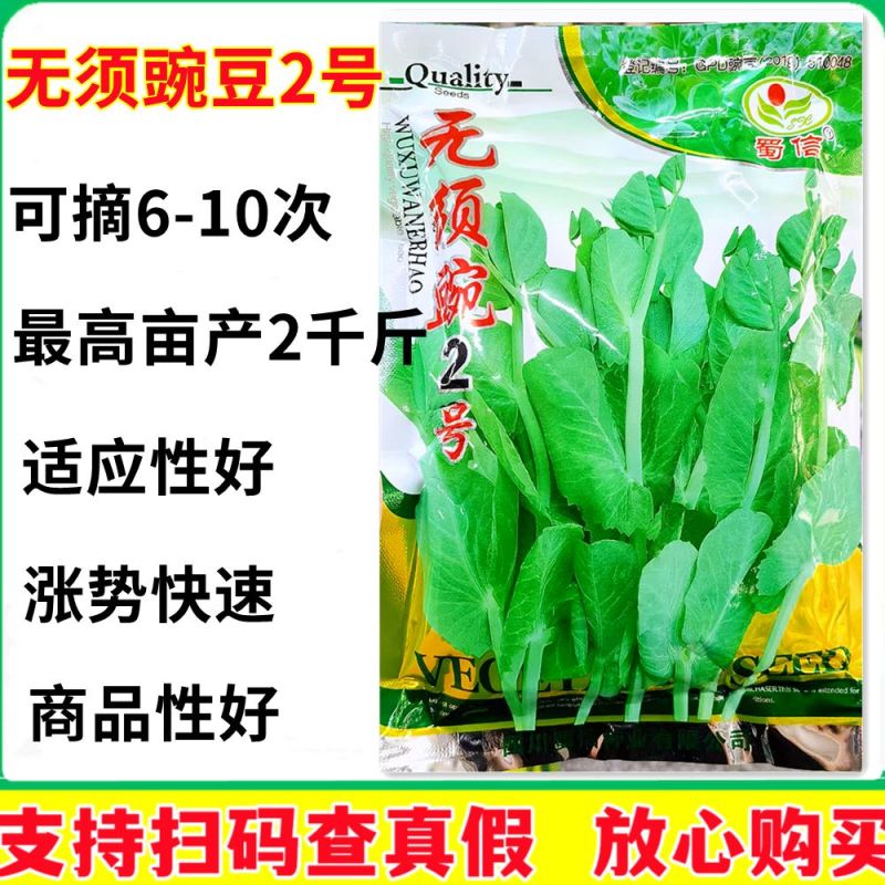 无须豌豆苗种籽清香脆甜白花无须豌豆尖种子抗病丰产采收期长