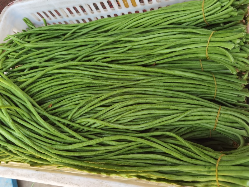 江苏产地长豆角青豆角货源充足