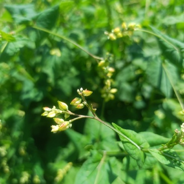 苦荞籽粒饱满待采。