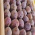 新疆伽师西梅