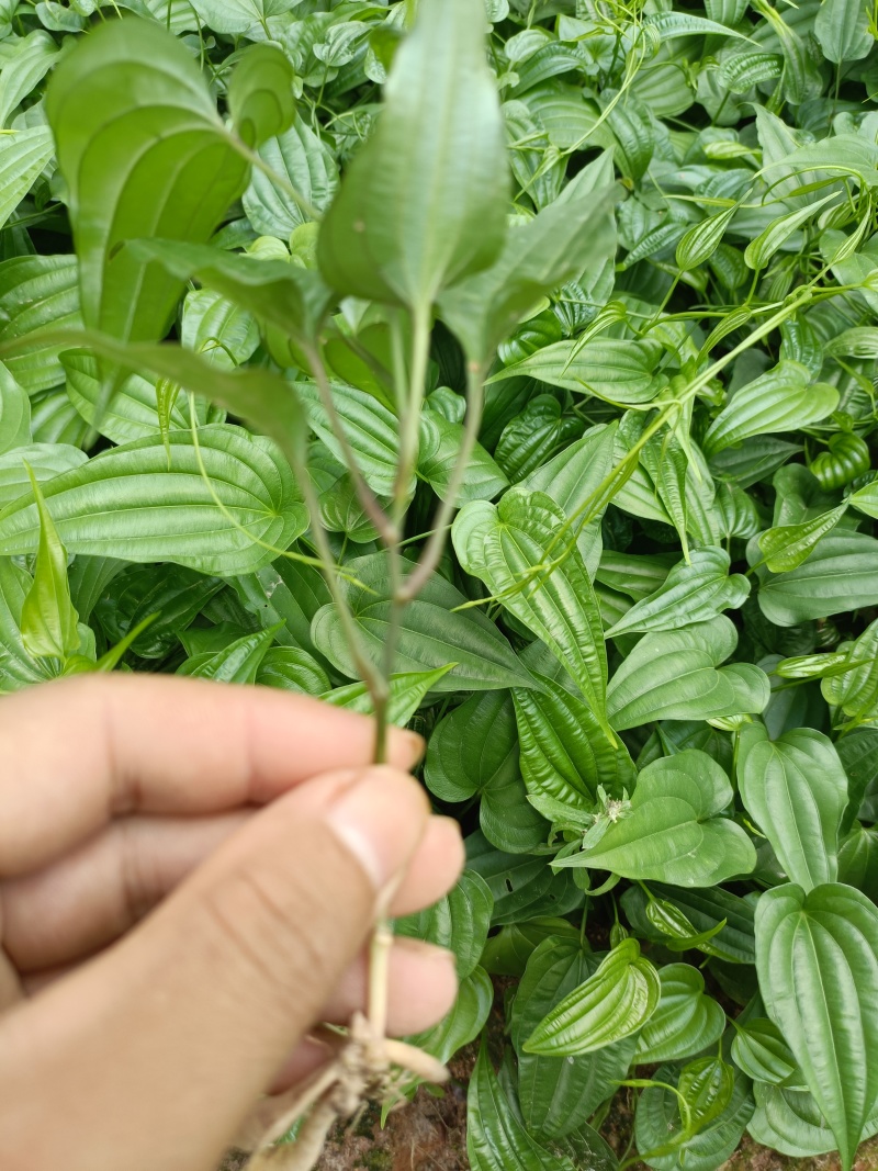 红花百部苗大量供应，合作共赢欢迎采购