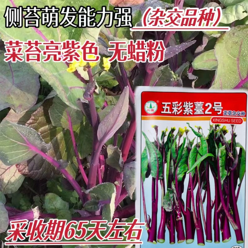 菜苔种子，红菜苔种子，菜心种子，菜苔种子红菜心种子