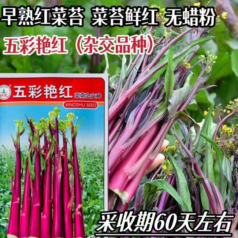 菜苔种子，红菜苔种子，菜心种子，菜苔种子红菜心种子