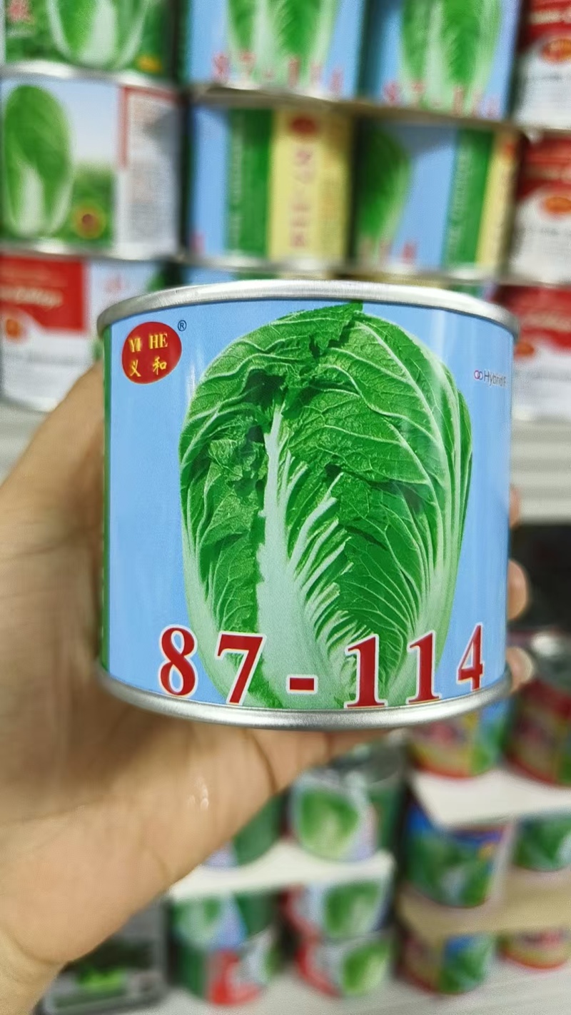 义和87114大白菜种子山东大白菜种籽抗病冬储秋季大白菜