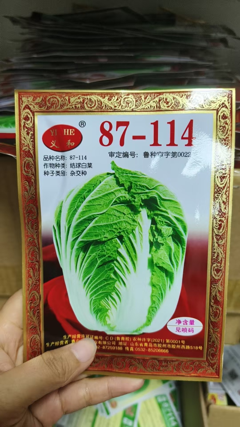 义和87114大白菜种子山东大白菜种籽抗病冬储秋季大白菜
