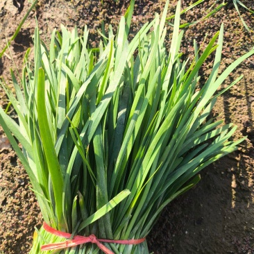 镇平县精品韭菜